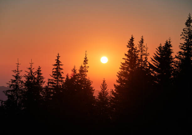 Orange sunrise over coniferous forest. Warm light of mountain dawn. Stunning landscape of sunrise in mountains.