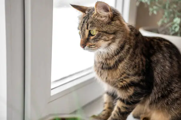 Photo of Two cats look out through window at the birds. Domestic cats want to catching bird, attack, scrape the glass. Cute kitty sitting on windowsill. Feline watching bird outside the window. Closeup