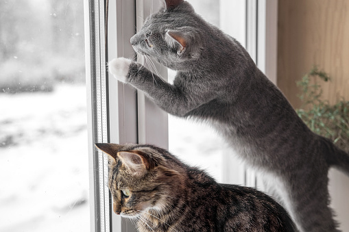 Two cats look out through window at the birds. Domestic cats want to catching bird, attack, scrape the glass. Cute kitty sitting on windowsill. Feline watching bird outside the window. Closeup