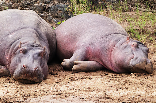 Photo of a couple of hippopotamus resting by the Mara River in the Maasai Mara national Reserve in Kenya, África.