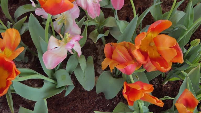 Orange tulip blooming in Springtime.