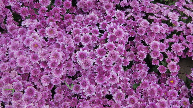 Pink chrysanthemum flowers blooming in springtime at botanical Garden.