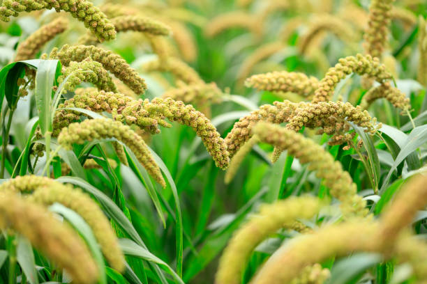 istock Millet, millet in a wooden container 1477793129