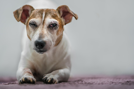 Mature sleepy sick dog lying on floor and waiting for veterinarian help. Animal healthcare concept.