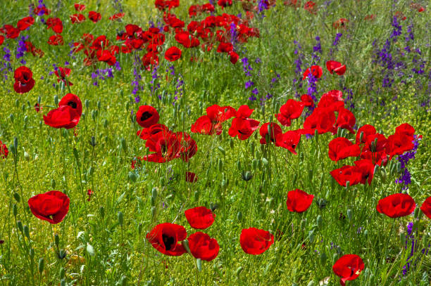 istock Poppy flowers in greenery 1477793472