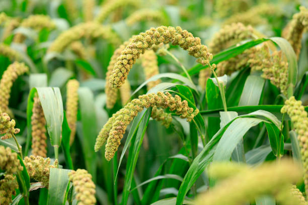 istock Millet, millet in a wooden container 1477793522