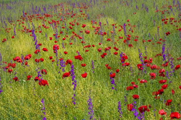 istock Poppy flowers in meadow plants 1477793592