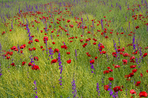 Poppy flowers in meadow plants