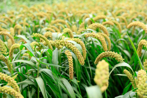 istock Millet, millet in a wooden container 1477793599