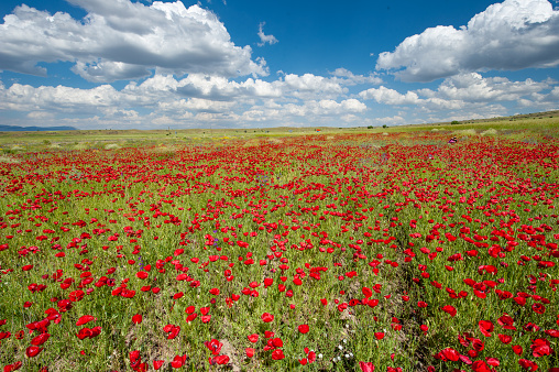 Red poppy flowers in the field on a cloudy day