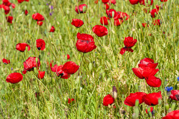 istock Poppy flowers close up 1477793803