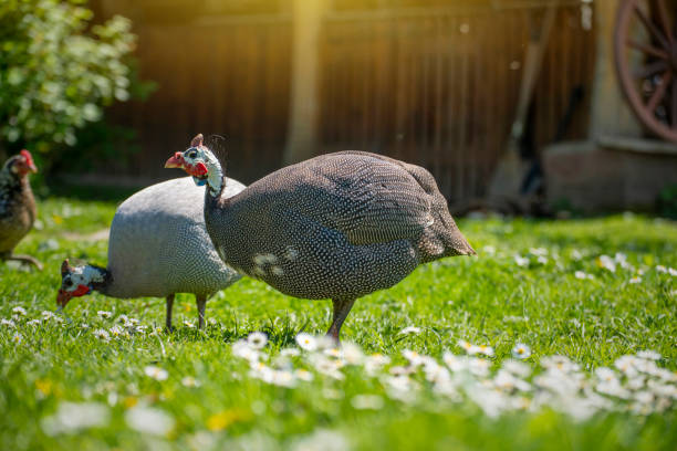 Guinea fowl grazing on green backyard grass