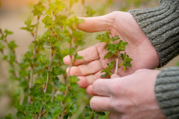 istock Caucasian gardener inspecting plants at backyard spring time 1477793880