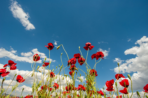 Red poppy flowers in the sky void
