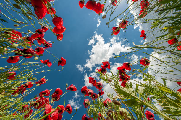 fleurs de coquelicot attirées vers le ciel - flower red poppy sky photos et images de collection