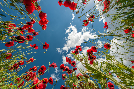 Poppy flowers drawn towards the sky