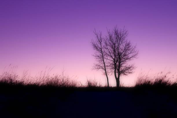 istock Bare tree silhouette against a pink and purple sunrise in Calgary, Alberta 1477794703