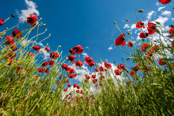 Red poppy flowers - Bottom view
