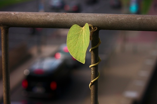 A closeup of a leaf growing on a rusty fence in a city - nature finding its way