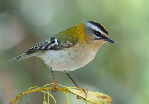 A common firecrest perched on a twig. Regulus ignicapilla.