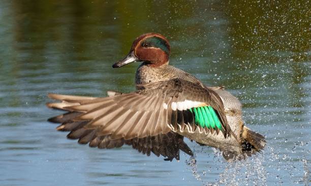 Male Eurasian teal taking off. Anas crecca. A male Eurasian teal taking off. Anas crecca. green winged teal duck stock pictures, royalty-free photos & images