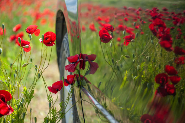istock A black car in a poppy flower field 1477795389