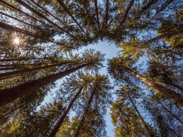 istock Picturesque landscape featuring tall trees with warm sunlight filtering through their branches 1477795420