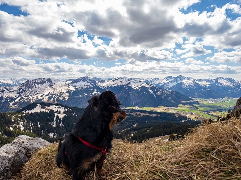 A cute dog atop a grassy hillside, surveying a landscape of rolling mountains and fluffy white clouds, Austria