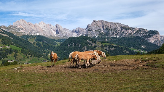Horses at the high plateau of Monte Pana near St. Christina in the Dolomites mountains, South Tyrol, Italy