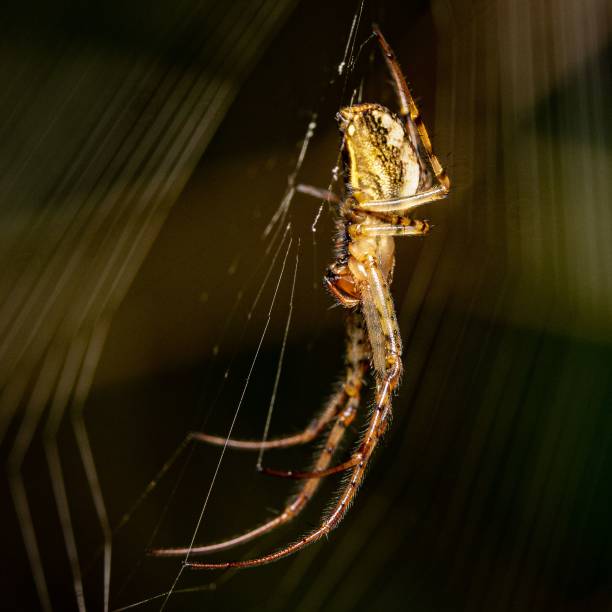 istock Closeup shot of a spider suspended in its web. 1477795841