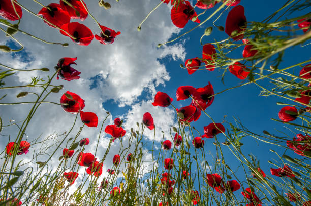 istock Poppy flowers drawn against the cloudy sky 1477796067