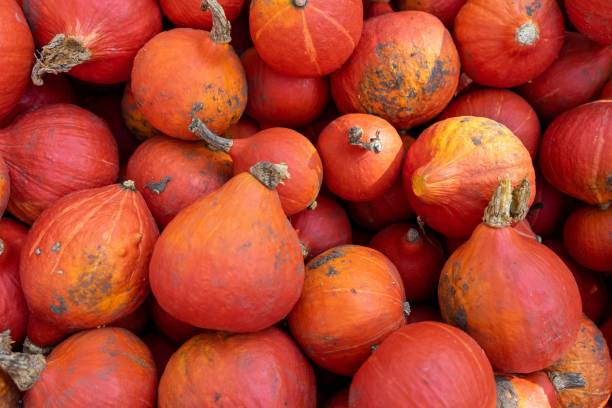 istock Closeup of freshly harvested red kuri squash under the sunlight 1477796077