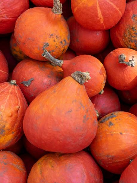 Closeup of freshly harvested red kuri squash under the sunlight