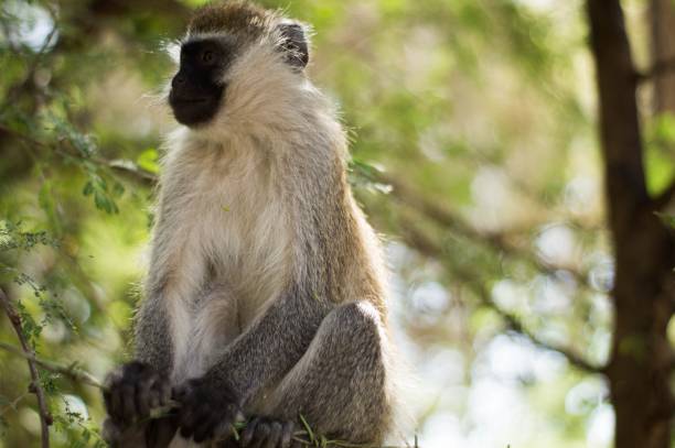 istock Small brown monkey sits on a lush tree in a sun-drenched park 1477796080