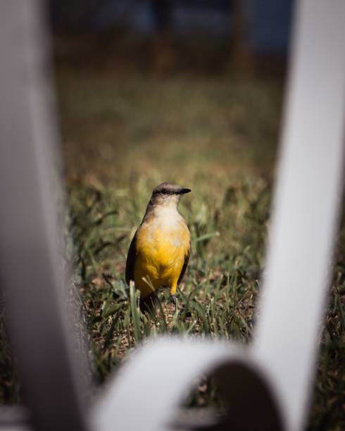 A cattle tyrant standing in a green meadow. Machetornis rixosa.