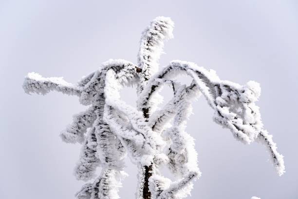 A wintery scene of a grey sky and snow-covered branches against a frosty background