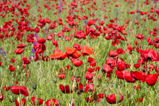 istock Red poppy flowers in the foreground 1477796235