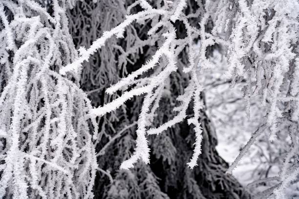 An idyllic winter landscape with a variety of trees displaying a picturesque white frost coating