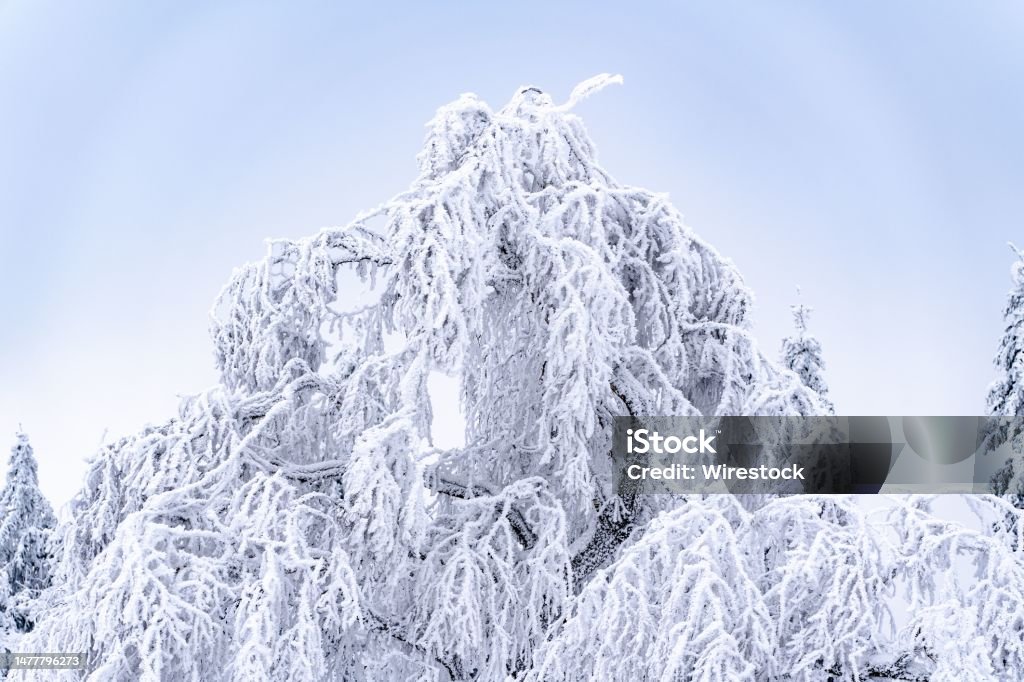 Scenic winter scene of snow-covered trees illuminated by a bright blue sky A scenic winter scene of snow-covered trees illuminated by a bright blue sky Black Forest - Germany Stock Photo