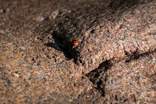A close-up of a vibrant red ladybug perched on a rocky surface
