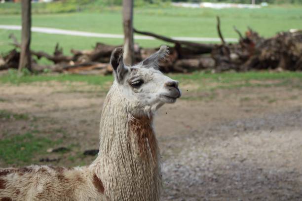 uroczy lama w zoo, stojący z podniesioną głową i czujnymi uszami - ears perked zdjęcia i obrazy z banku zdjęć