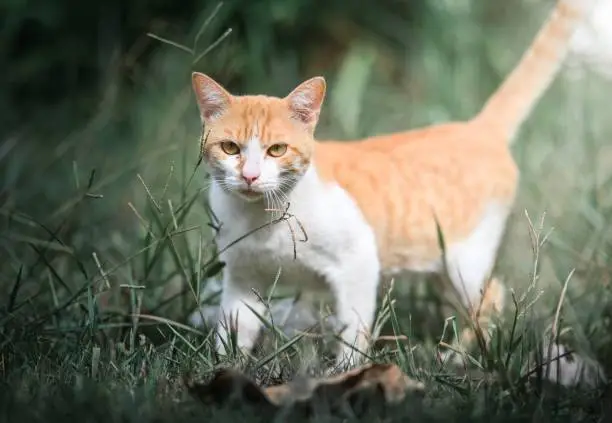 Photo of Orange and white cat struts across a lush green grassy field in a shady forest