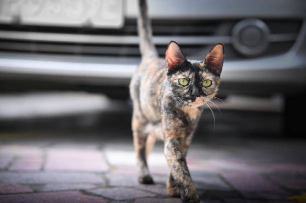 밝은 녹색 눈을 가진 고양이는 포장 된 거리를 따라 조심스럽게 걷고 주차 된 차를지나갑니다. - car prowler 뉴스 사진 이미지