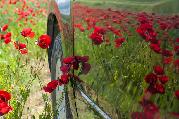 A carriage in a poppy flower field