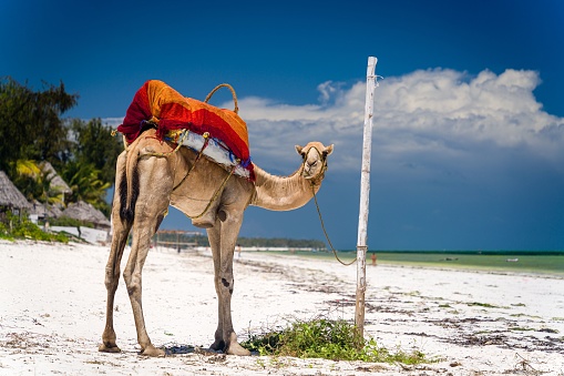 A camel is tethered to a wooden post in the sand on a beach bathed in the warm sunlight