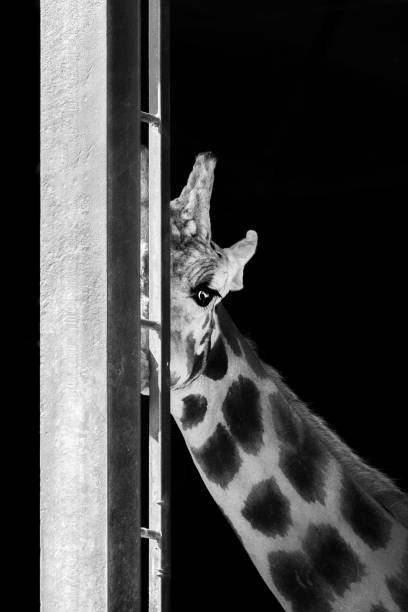 Giraffe in landscape format