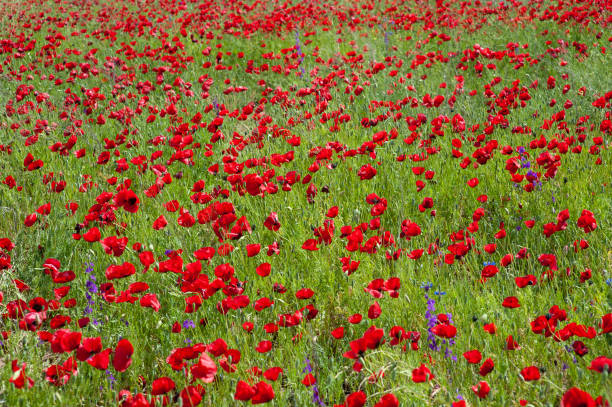 istock Poppy flowers in the field 1477797253