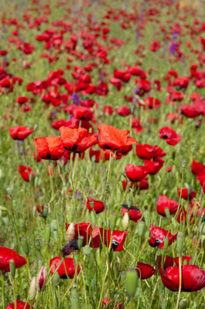 istock Red poppy flowers in the foreground 1477797321