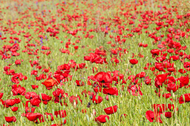 istock Red poppy flowers in green plants 1477797441