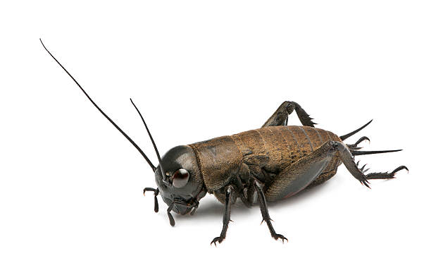 istock Mediterranean field cricket - Gryllus bimaculatus 147779799